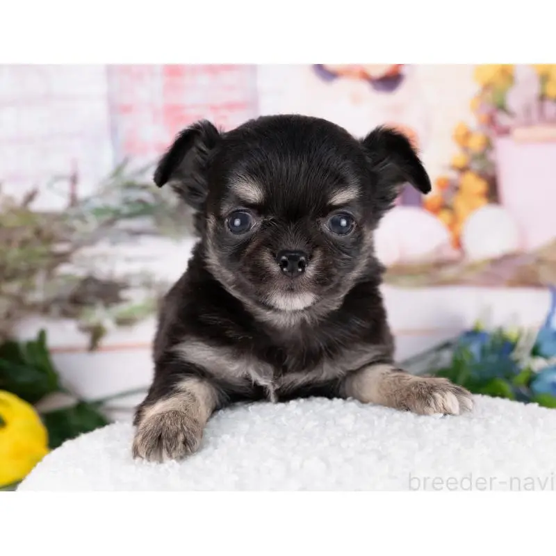 販売中の岐阜県のチワワ(ロングコート)-455982の4枚目