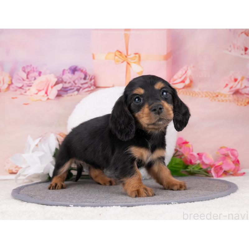 販売中の岐阜県のカニンヘンダックスフンド(ロングヘアード)-455978の7枚目