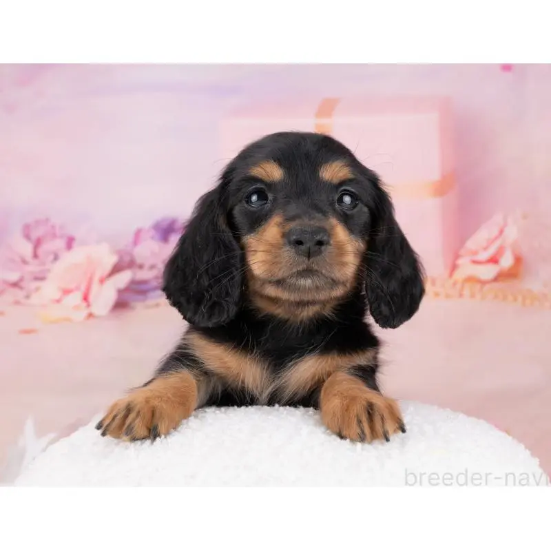 販売中の岐阜県のカニンヘンダックスフンド(ロングヘアード)-455978の6枚目