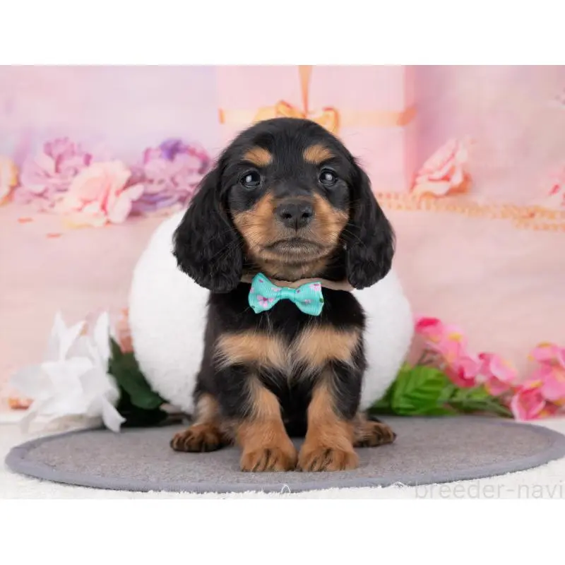 販売中の岐阜県のカニンヘンダックスフンド(ロングヘアード)-455978の5枚目