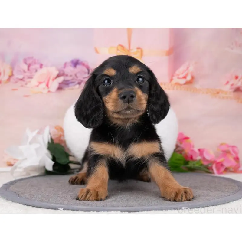 販売中の岐阜県のカニンヘンダックスフンド(ロングヘアード)-455978の4枚目