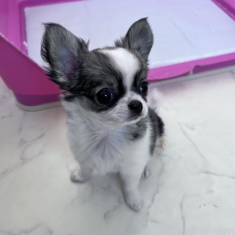 販売中の山口県のチワワ(ロングコート)-455979の5枚目