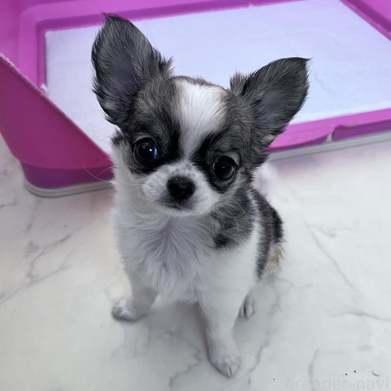 販売中の山口県のチワワ(ロングコート)-455979の4枚目