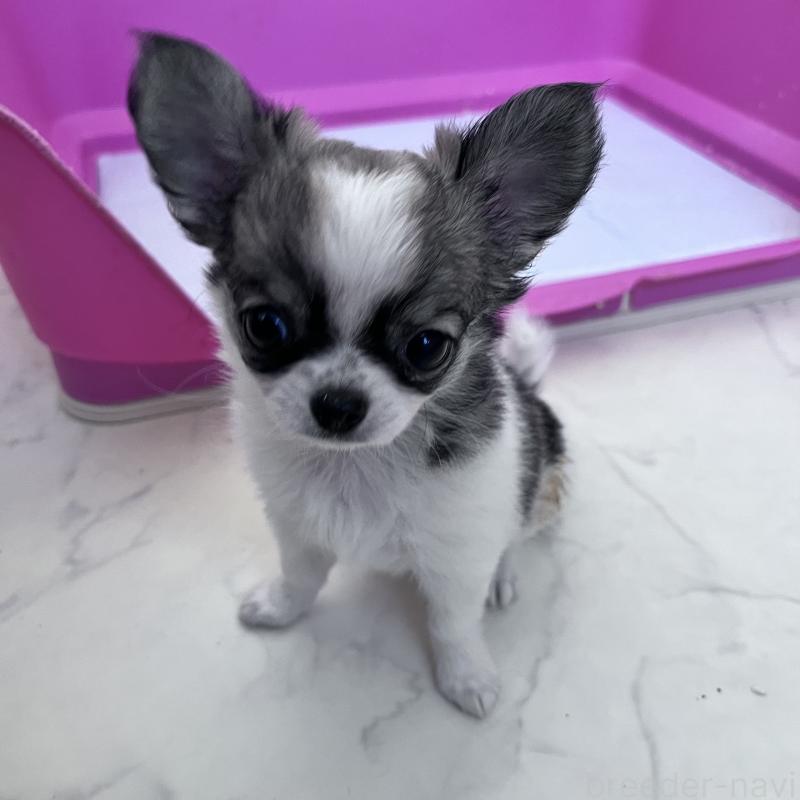 販売中の山口県のチワワ(ロングコート)-455979の3枚目