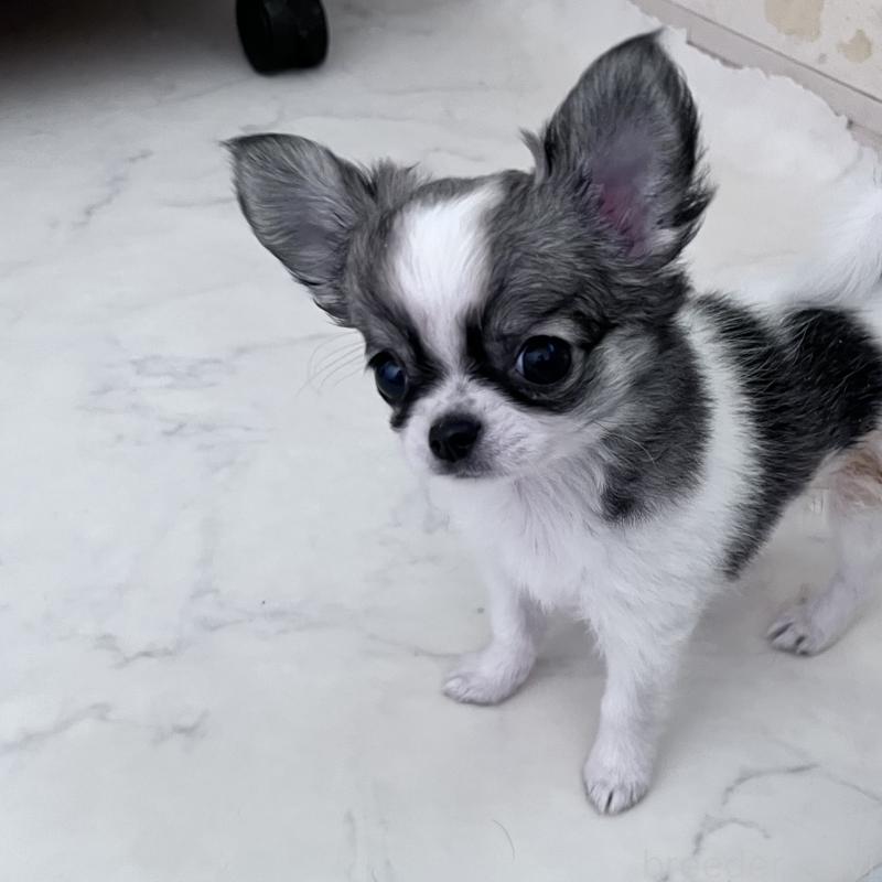 販売中の山口県のチワワ(ロングコート)-455979の2枚目