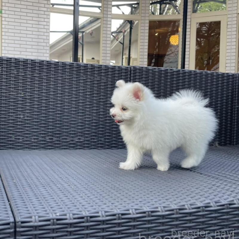 販売中の山梨県のポメマル:ポメラニアン×マルチーズ-455981の13枚目