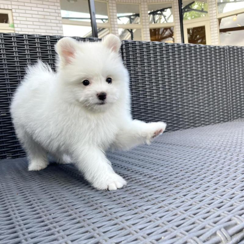 販売中の山梨県のポメマル:ポメラニアン×マルチーズ-455981の12枚目