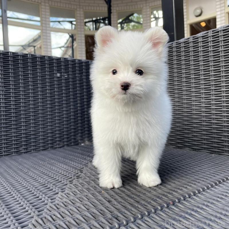 販売中の山梨県のポメマル:ポメラニアン×マルチーズ-455981の11枚目
