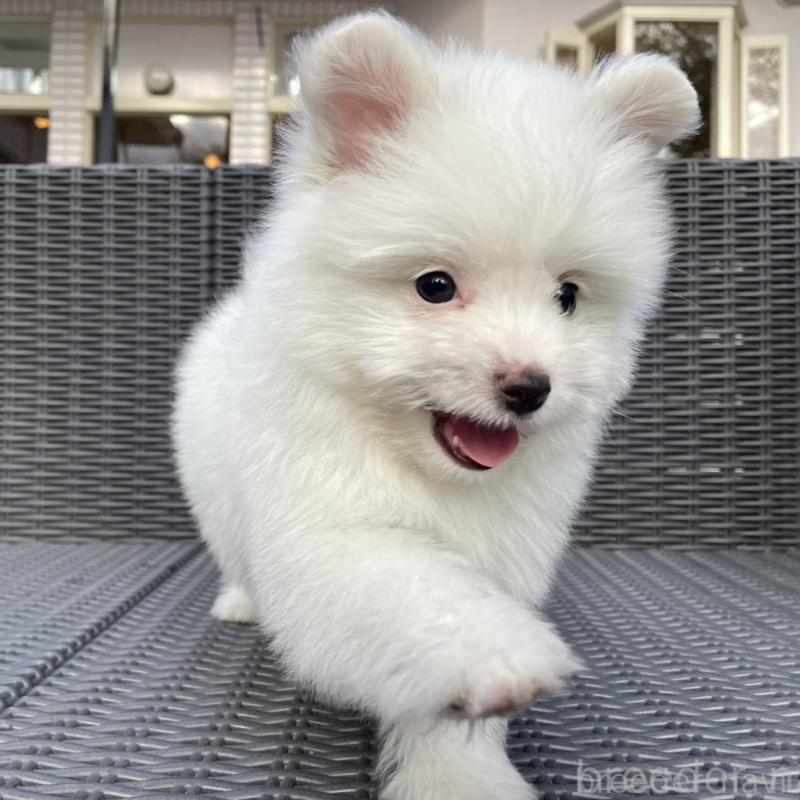 販売中の山梨県のポメマル:ポメラニアン×マルチーズ-455981の10枚目