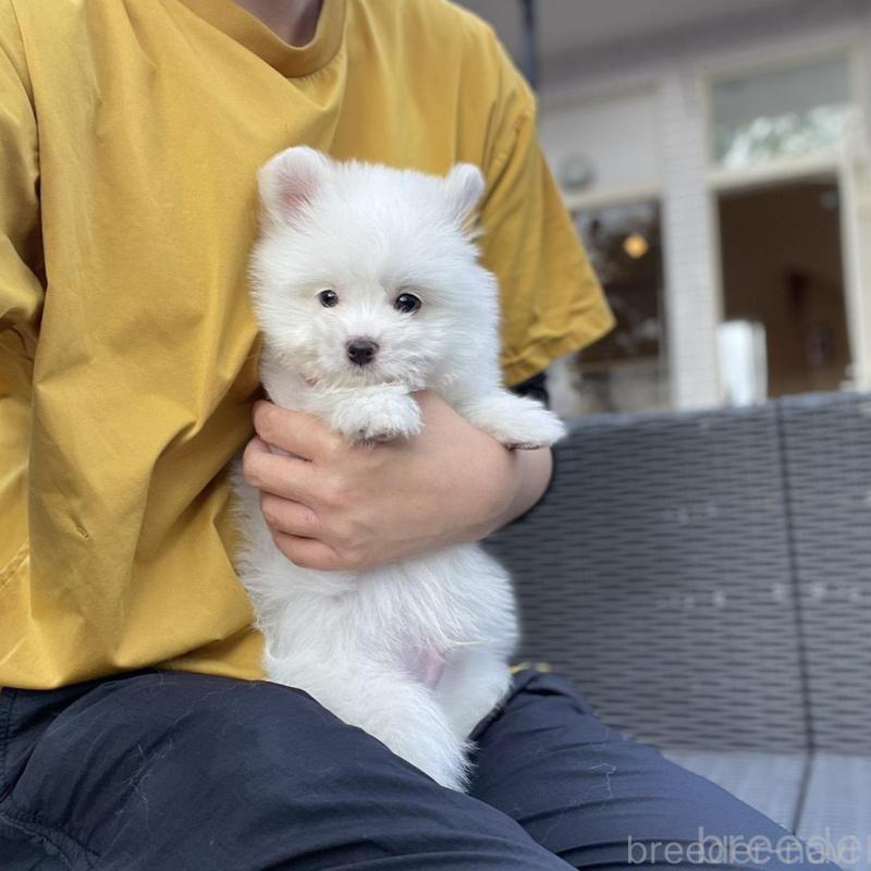 販売中の山梨県のポメマル:ポメラニアン×マルチーズ-455981の9枚目