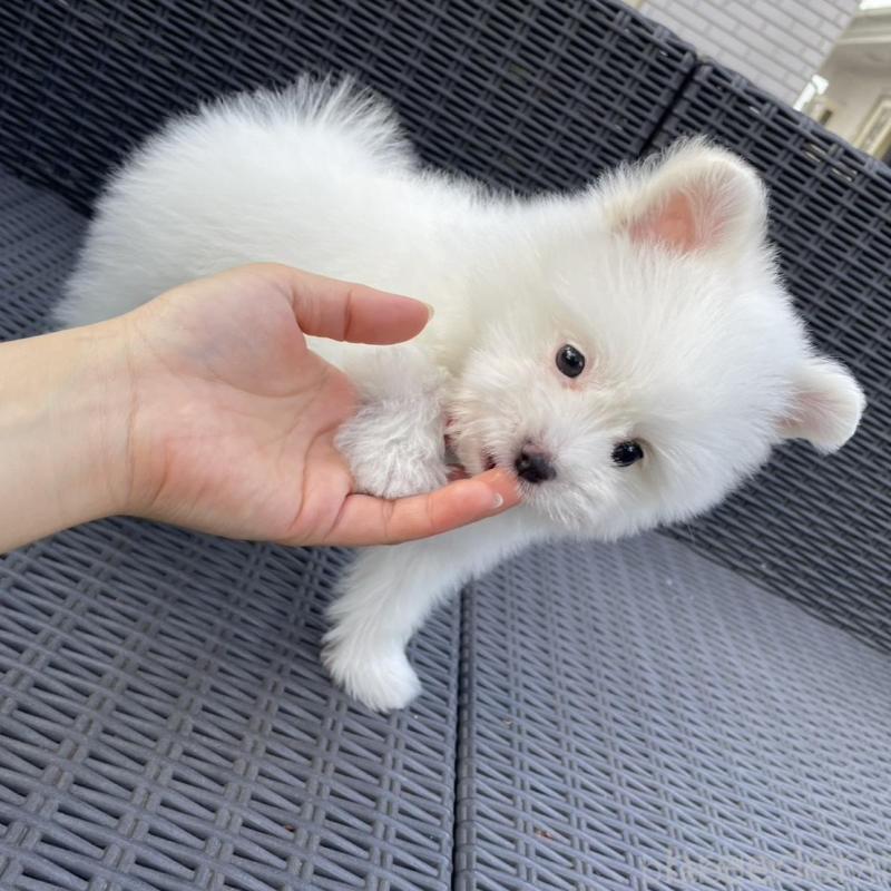 販売中の山梨県のポメマル:ポメラニアン×マルチーズ-455981の8枚目