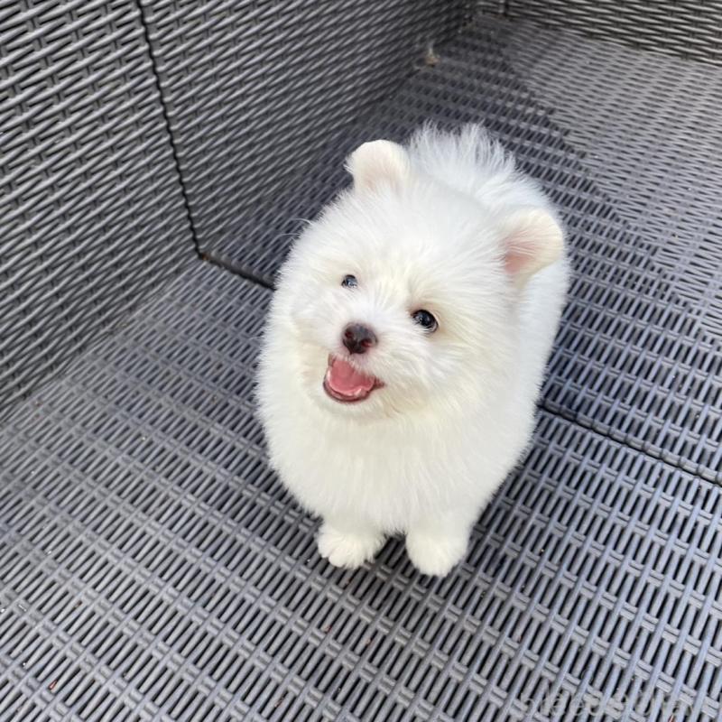 販売中の山梨県のポメマル:ポメラニアン×マルチーズ-455981の7枚目