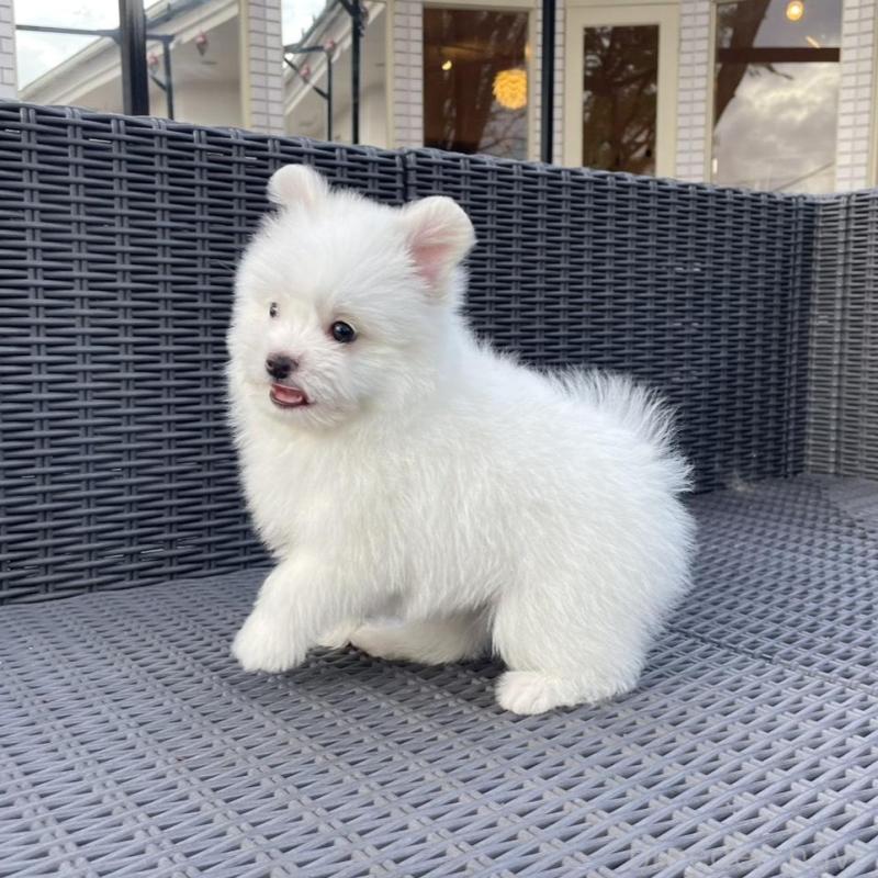 販売中の山梨県のポメマル:ポメラニアン×マルチーズ-455981の6枚目