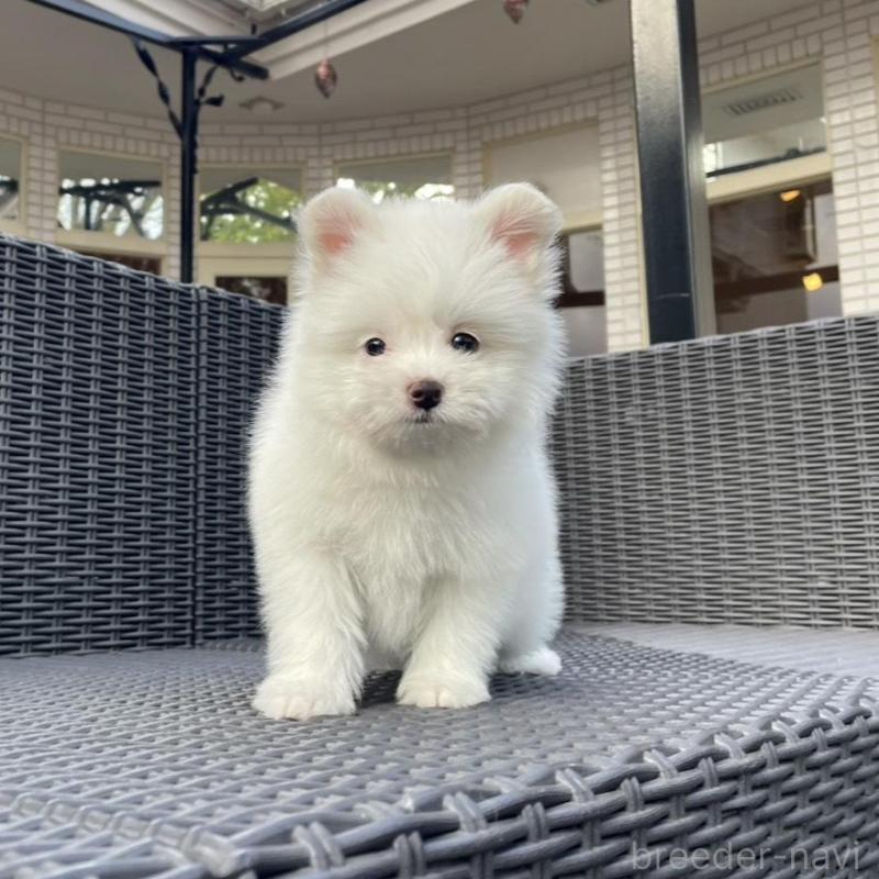 販売中の山梨県のポメマル:ポメラニアン×マルチーズ-455981の5枚目