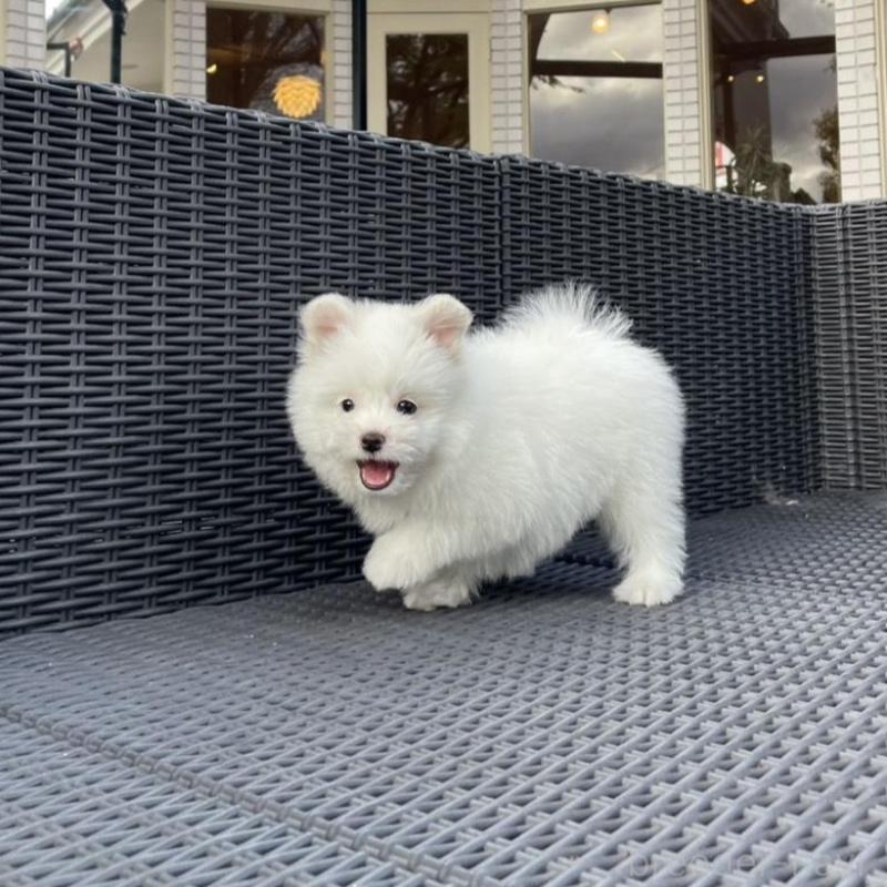 販売中の山梨県のポメマル:ポメラニアン×マルチーズ-455981の4枚目