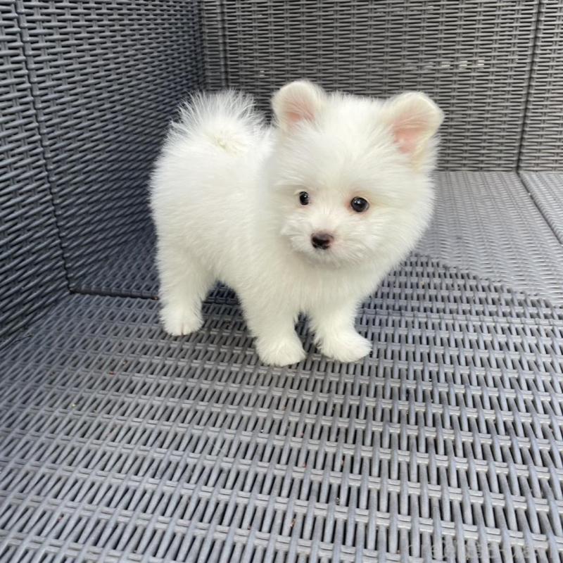 販売中の山梨県のポメマル:ポメラニアン×マルチーズ-455981の3枚目