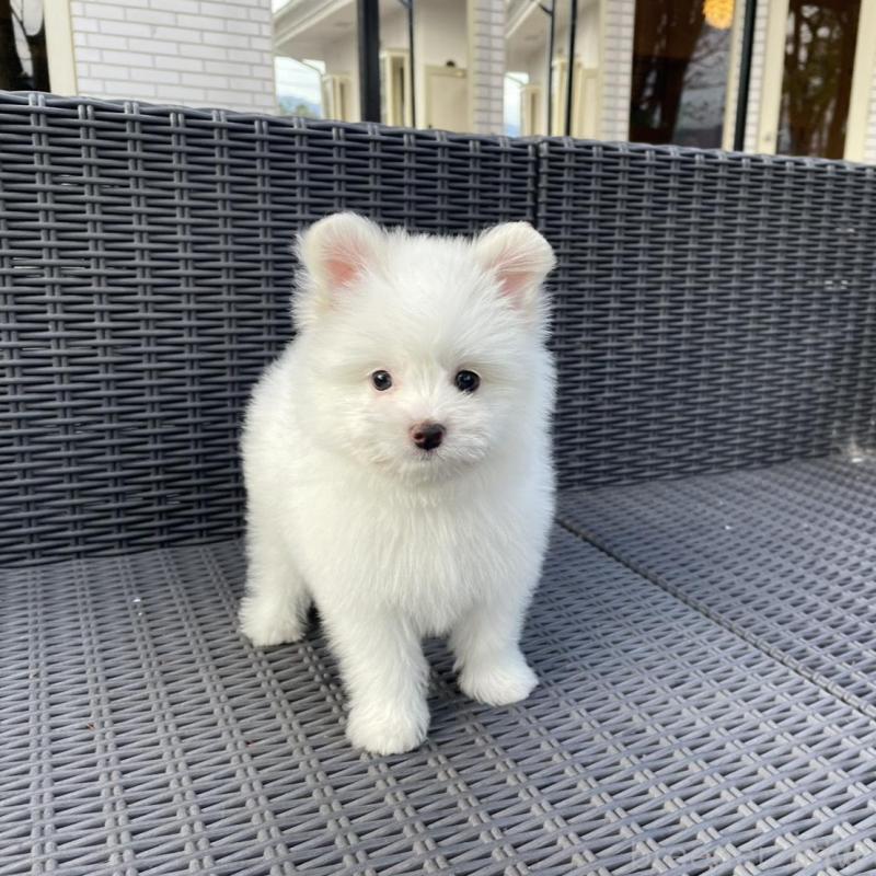 販売中の山梨県のポメマル:ポメラニアン×マルチーズ-455981の2枚目