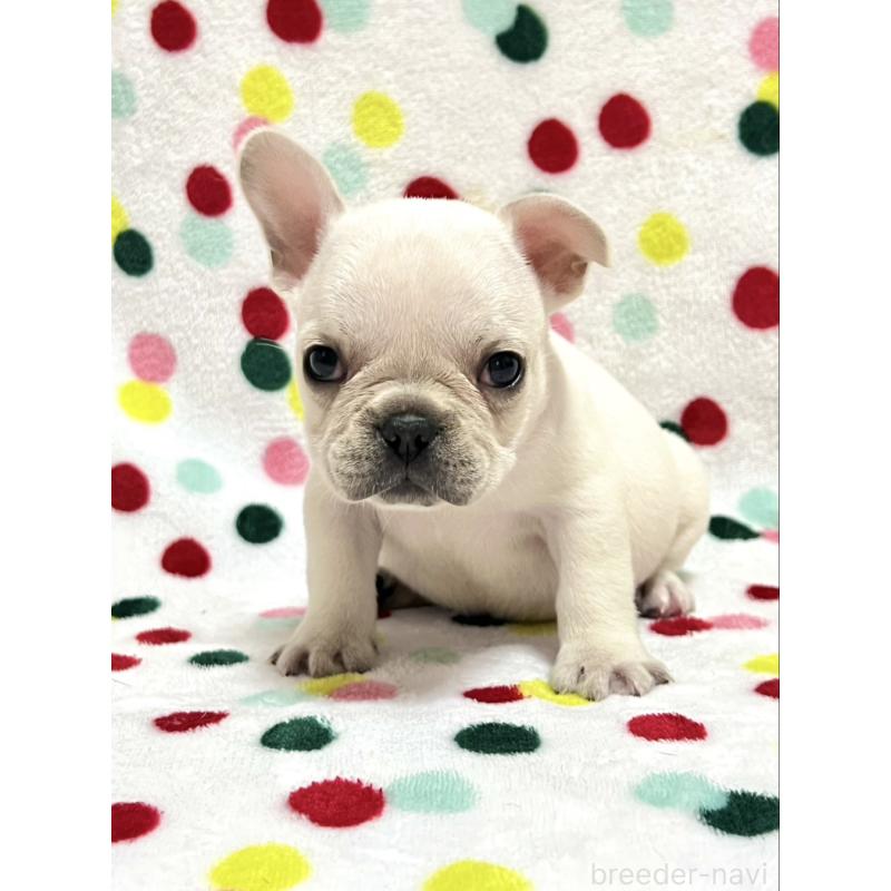 販売中の香川県のフレンチブルドッグ-455980の5枚目