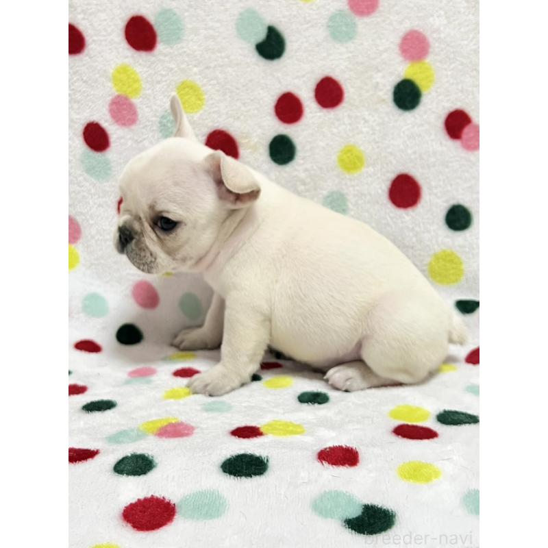 販売中の香川県のフレンチブルドッグ-455980の4枚目