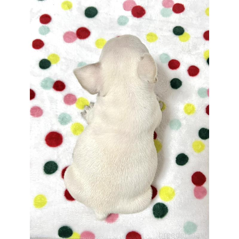 販売中の香川県のフレンチブルドッグ-455980の3枚目
