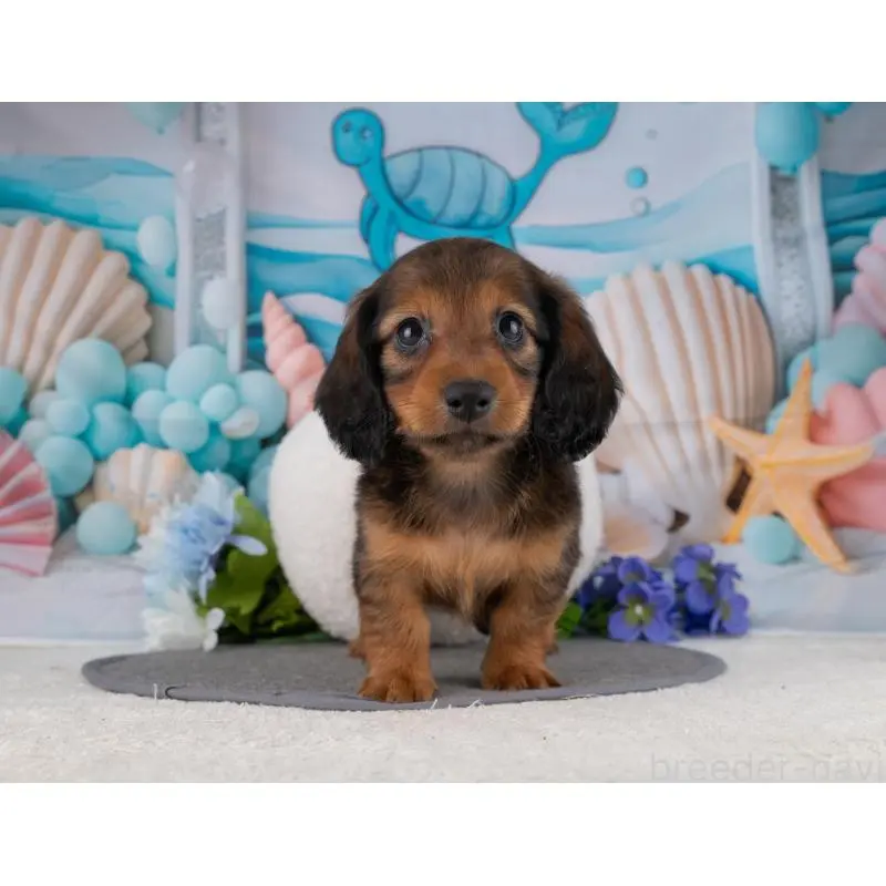 販売中の岐阜県のカニンヘンダックスフンド(ロングヘアード)-455984の5枚目