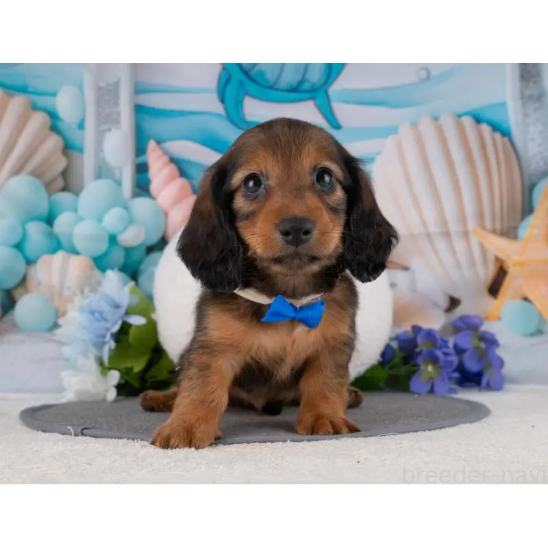 販売中の岐阜県のカニンヘンダックスフンド(ロングヘアード)-455984の4枚目