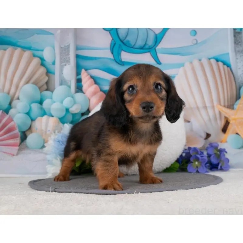 販売中の岐阜県のカニンヘンダックスフンド(ロングヘアード)-455984の3枚目