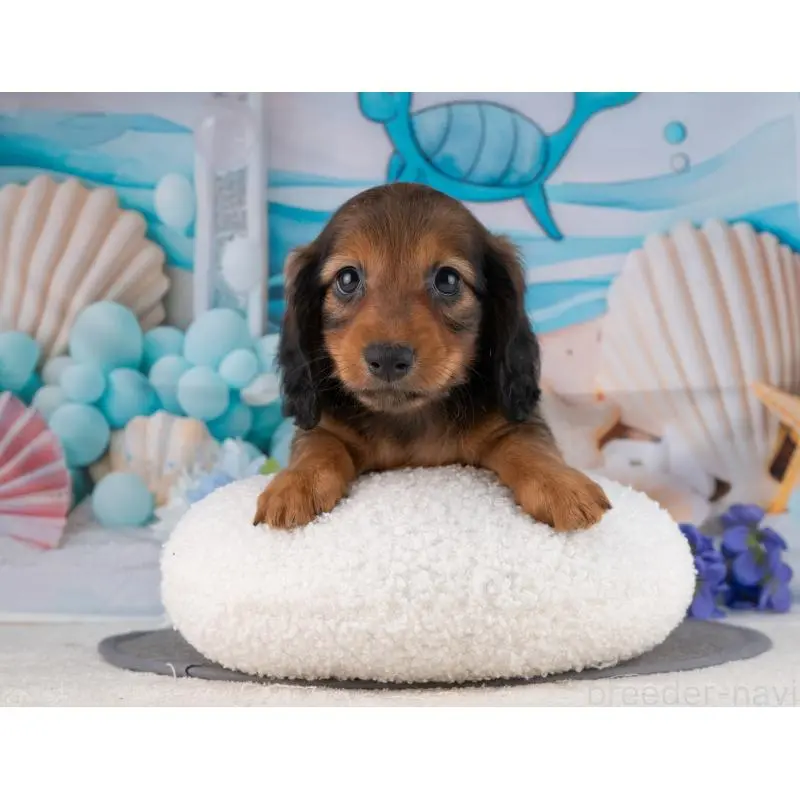 販売中の岐阜県のカニンヘンダックスフンド(ロングヘアード)-455984の2枚目