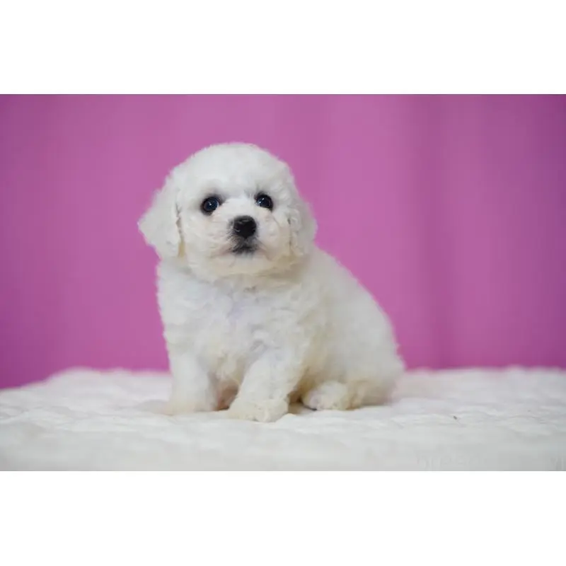 販売中の埼玉県のビションフリーゼ-455983の5枚目