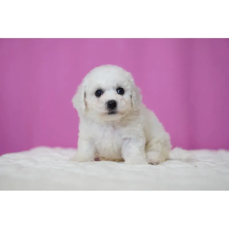 販売中の埼玉県のビションフリーゼ-455983の4枚目