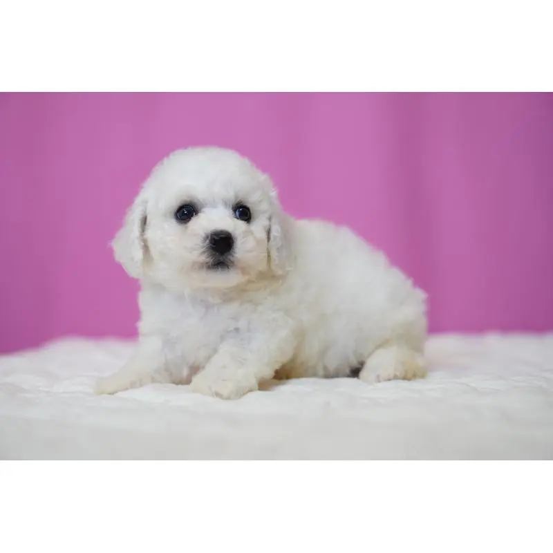 販売中の埼玉県のビションフリーゼ-455983の3枚目