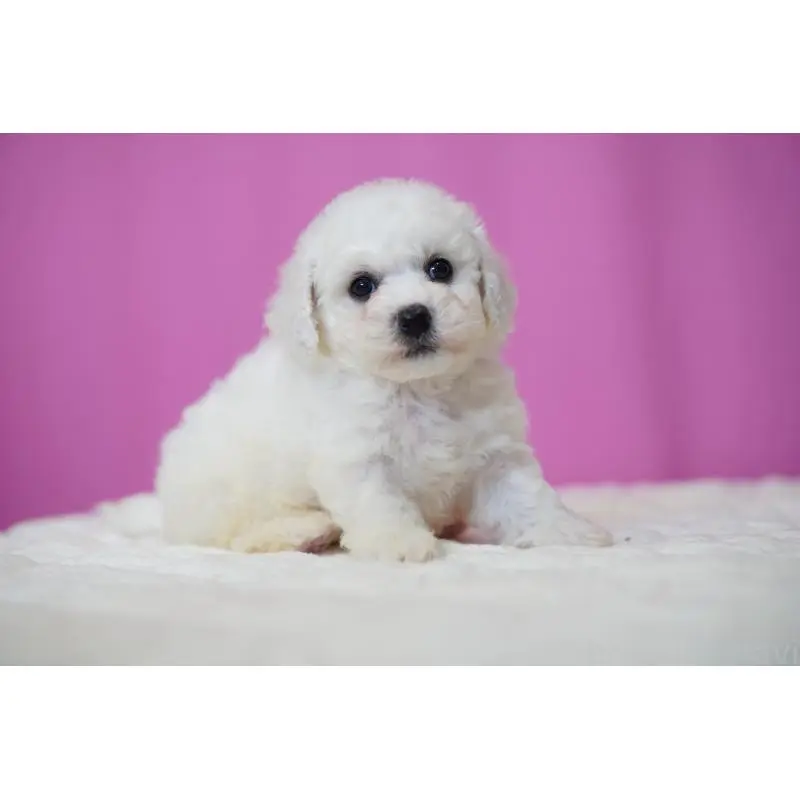 販売中の埼玉県のビションフリーゼ-455983の2枚目