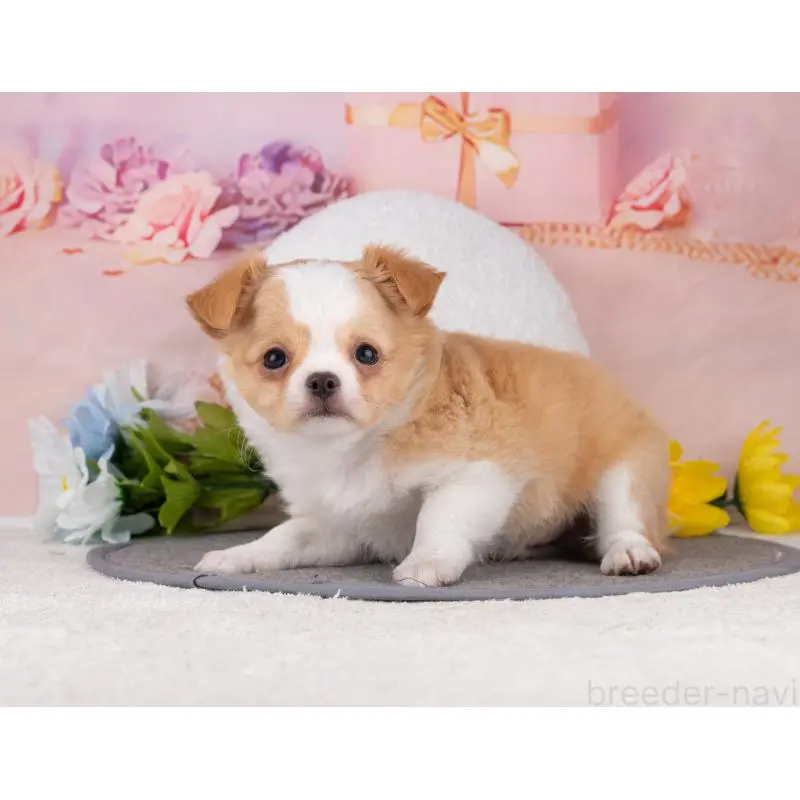 販売中の岐阜県のチワワ(ロングコート)-455990の7枚目