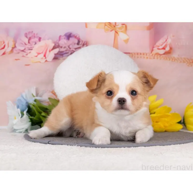 販売中の岐阜県のチワワ(ロングコート)-455990の6枚目