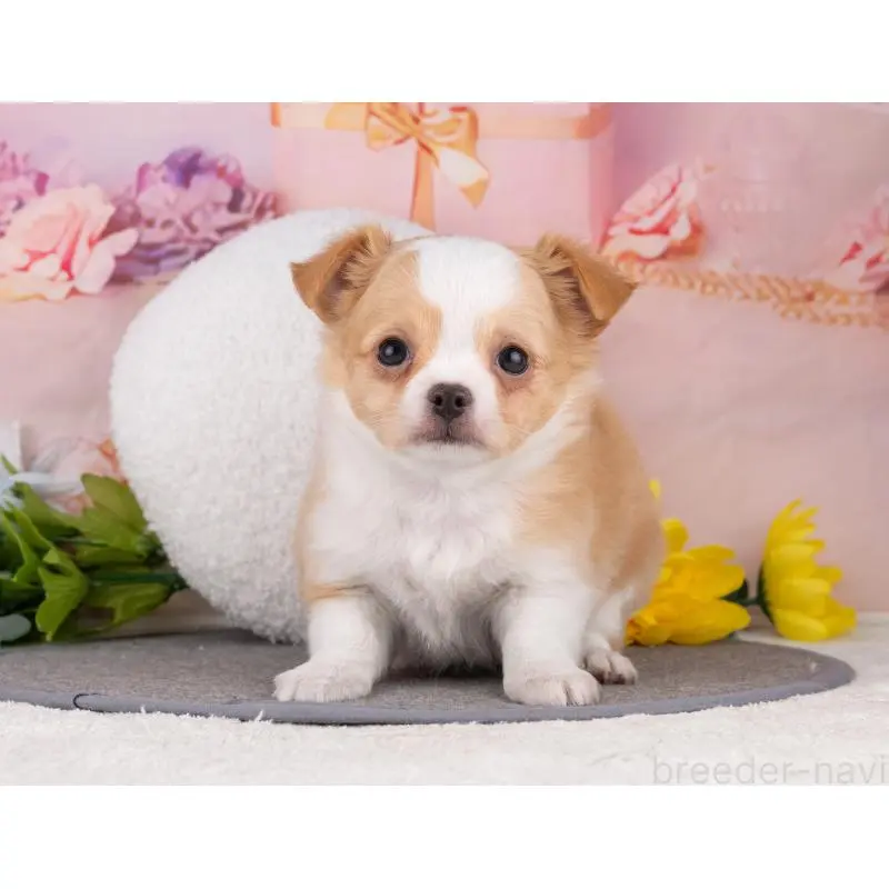 販売中の岐阜県のチワワ(ロングコート)-455990の4枚目