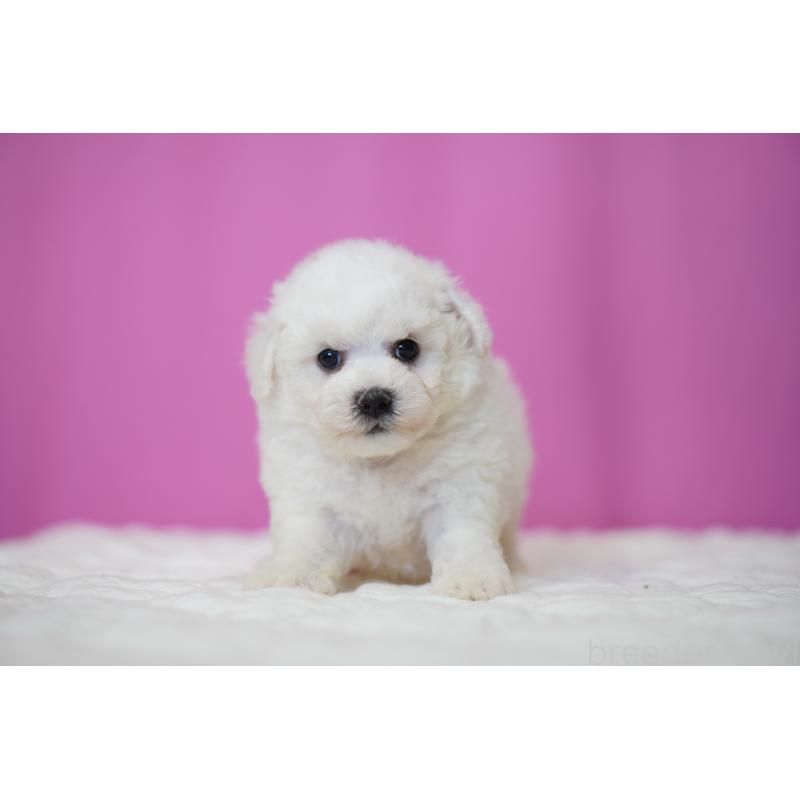 販売中の埼玉県のビションフリーゼ-455985の6枚目