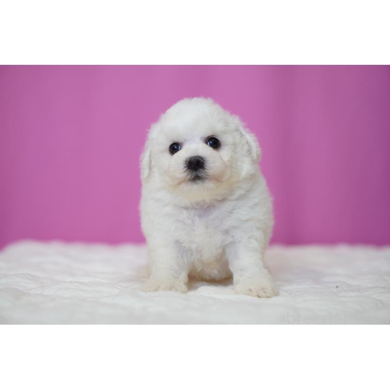 販売中の埼玉県のビションフリーゼ-455985の5枚目