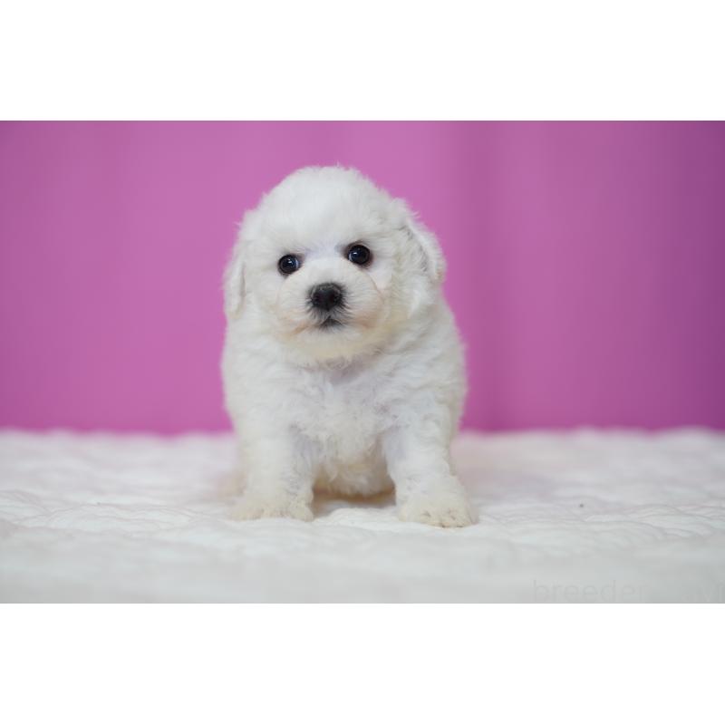 販売中の埼玉県のビションフリーゼ-455985の4枚目