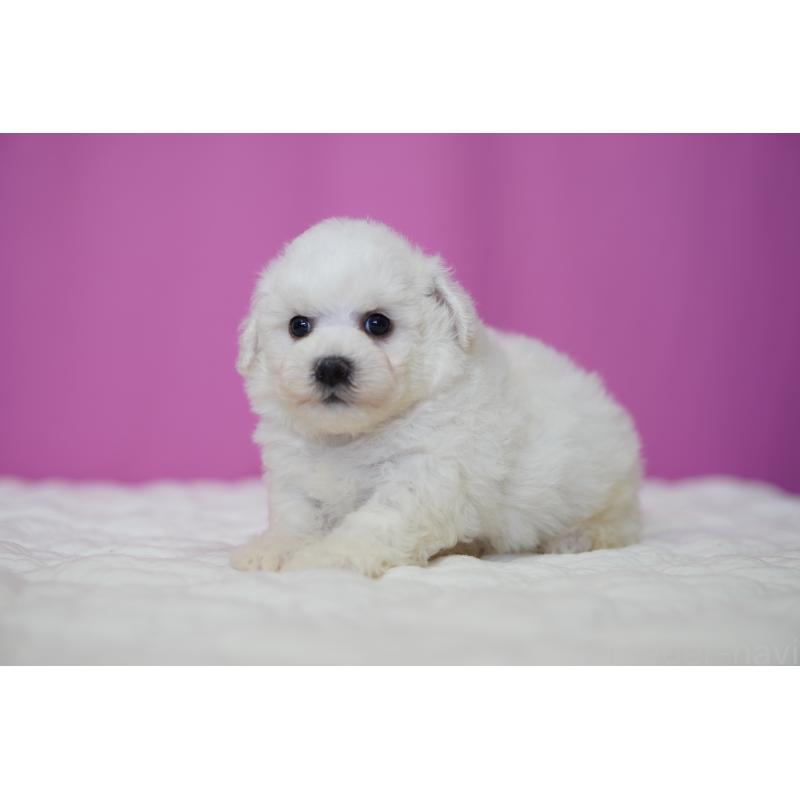 販売中の埼玉県のビションフリーゼ-455985の3枚目