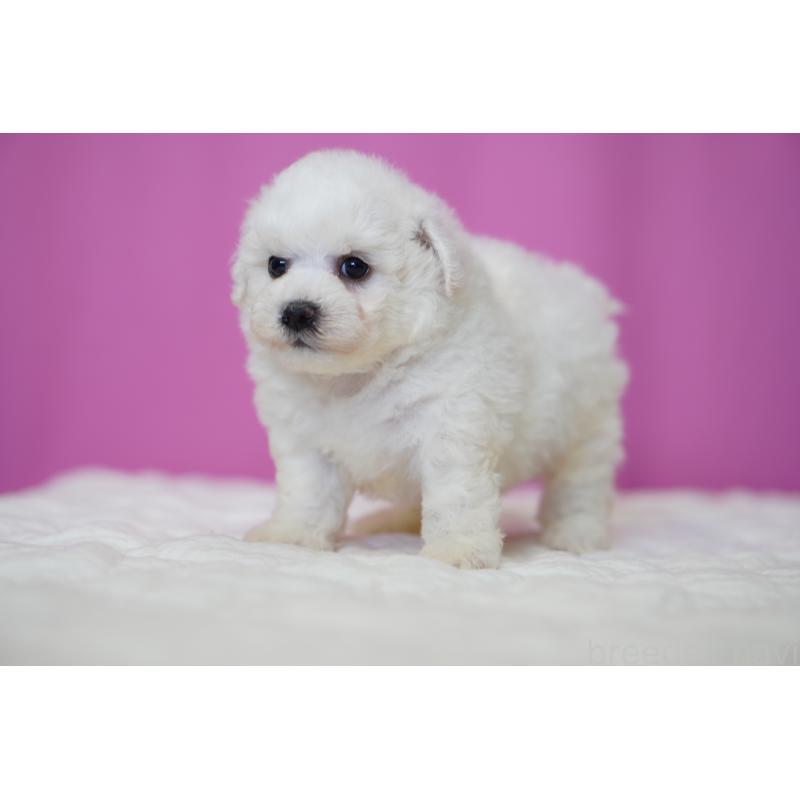 販売中の埼玉県のビションフリーゼ-455985の2枚目