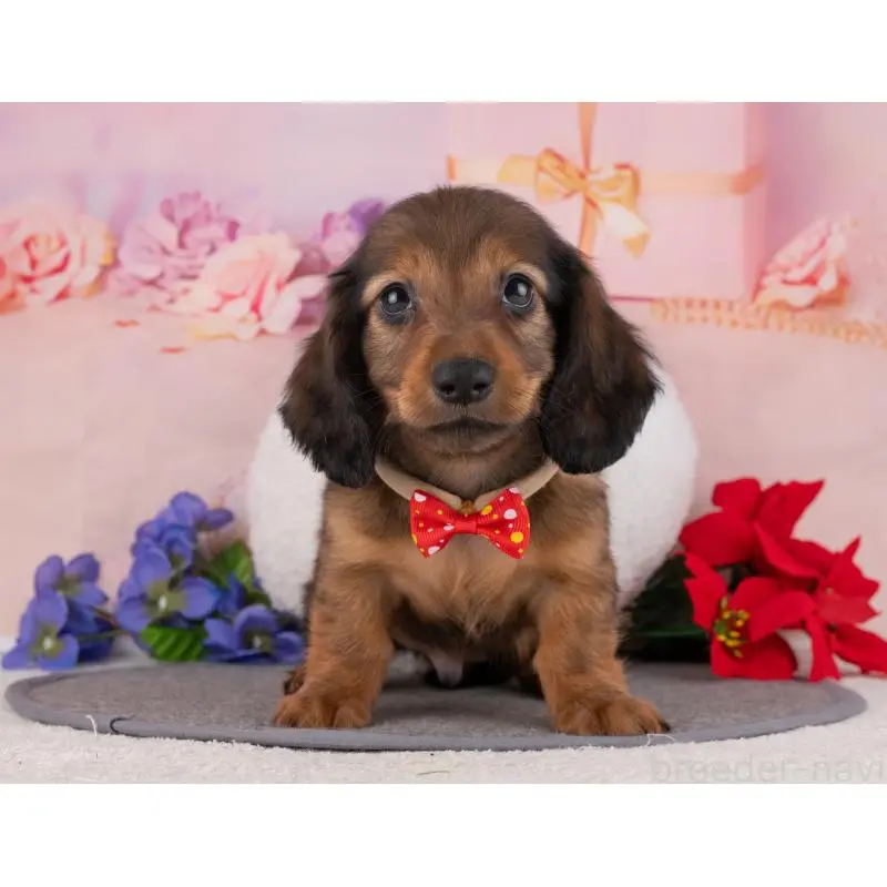 販売中の岐阜県のカニンヘンダックスフンド(ロングヘアード)-455987の7枚目