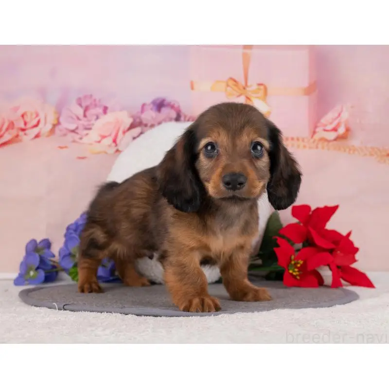 販売中の岐阜県のカニンヘンダックスフンド(ロングヘアード)-455987の6枚目