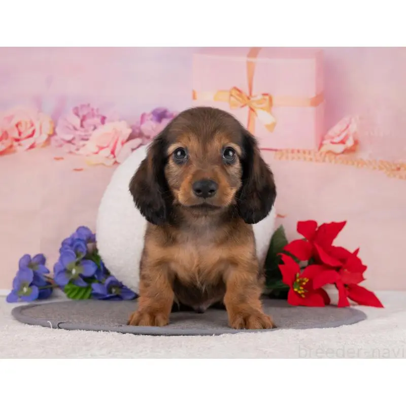 販売中の岐阜県のカニンヘンダックスフンド(ロングヘアード)-455987の5枚目