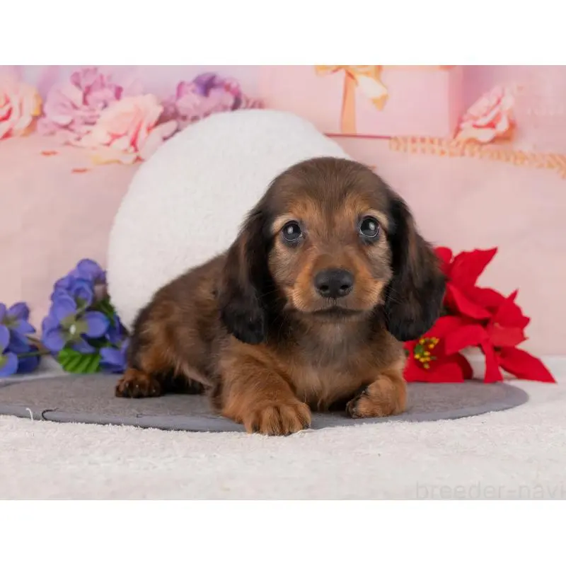 販売中の岐阜県のカニンヘンダックスフンド(ロングヘアード)-455987の4枚目