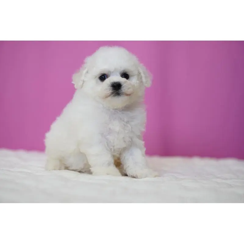 販売中の埼玉県のビションフリーゼ-455988の5枚目