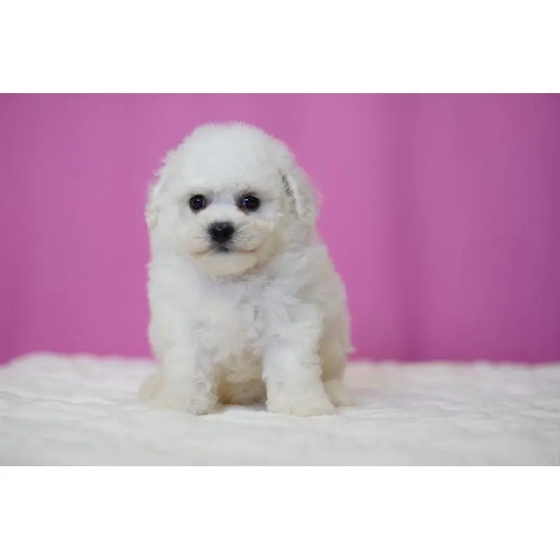 販売中の埼玉県のビションフリーゼ-455988の3枚目