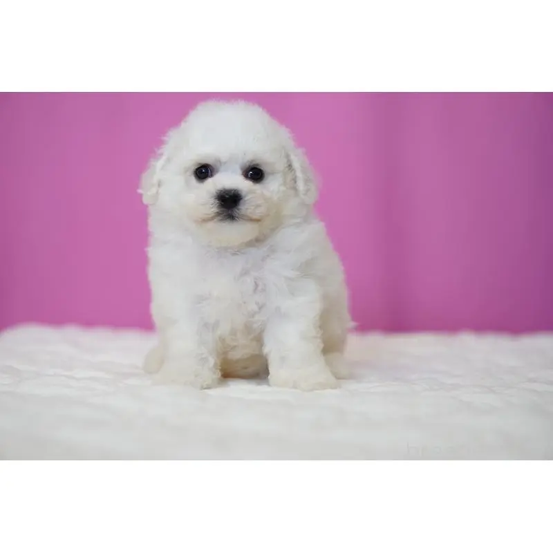 販売中の埼玉県のビションフリーゼ-455988の2枚目