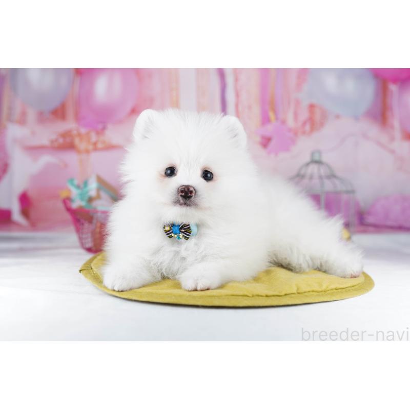 ♂︎ポメラニアン