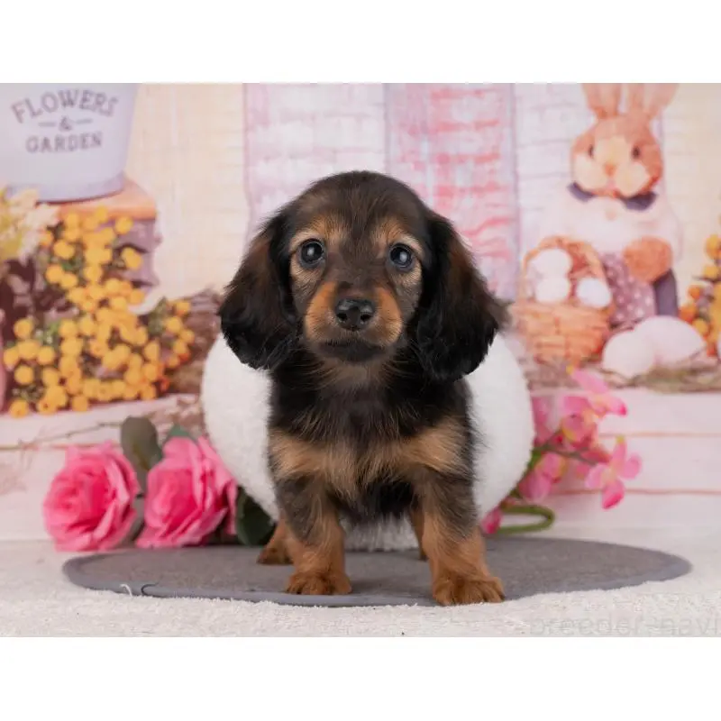 販売中の岐阜県のカニンヘンダックスフンド(ロングヘアード)-455989の5枚目