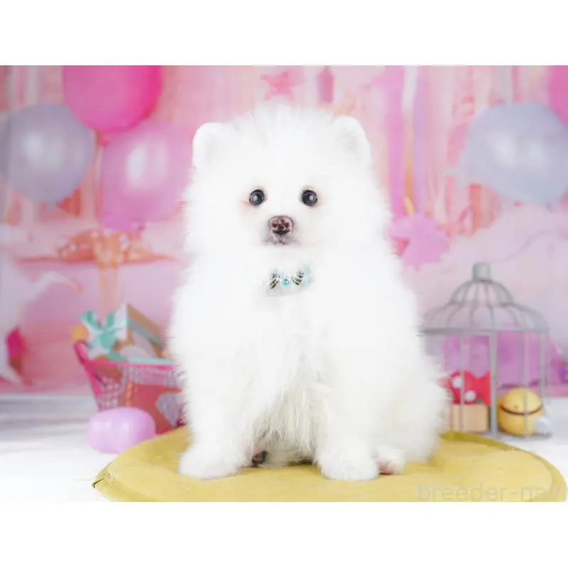 販売中の東京都のポメラニアン-455991の6枚目